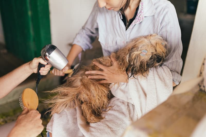 Pawfect Grooming 1