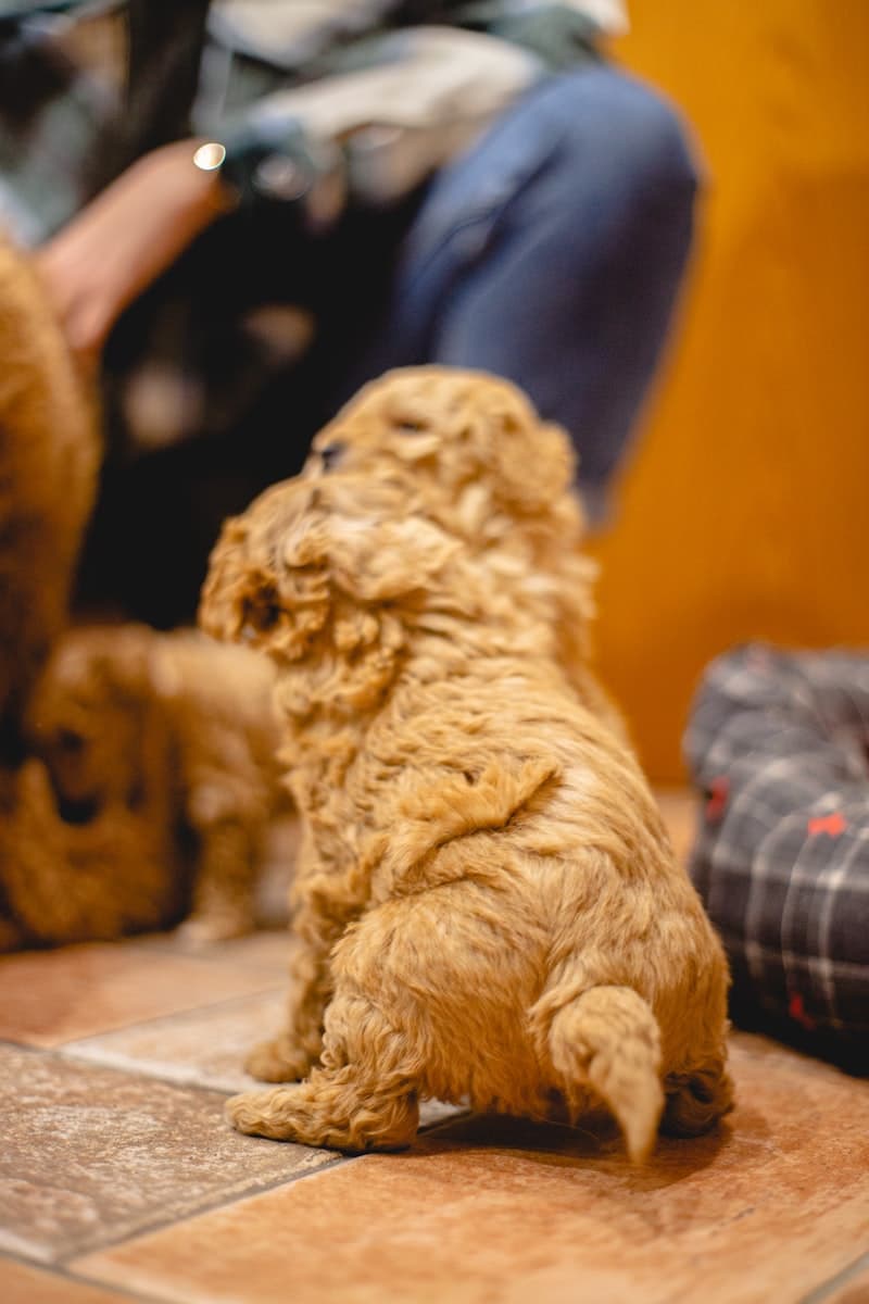 Pawfect Grooming 3