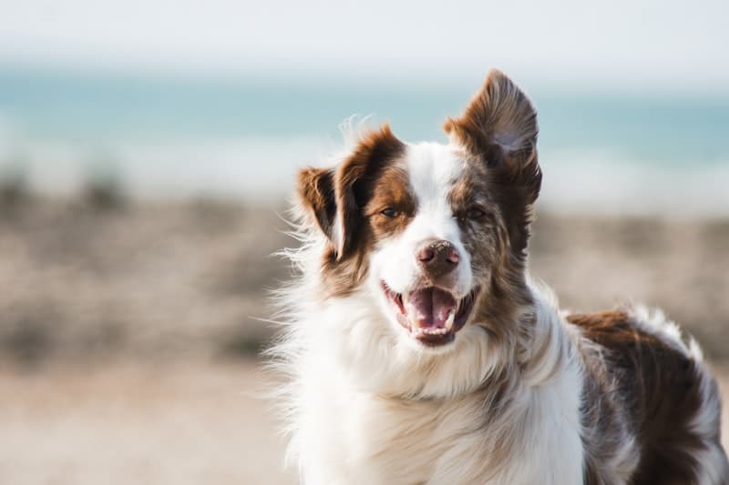 Pawfect Grooming 4